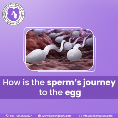 How is the sperm’s journey to the egg