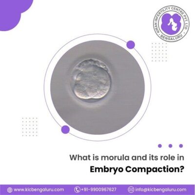What is morula and its role in embryo compaction